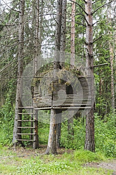 Shed on a tree in the forest