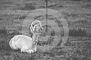 Shedded Alpaca in chewing action