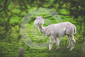 Shedded Alpaca in chewing action
