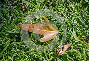 Shedded leaf isolated on green grass photo