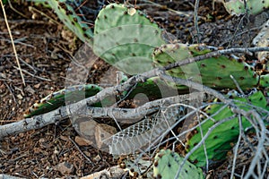 Shedded rattlesnake skin underneath a cactus