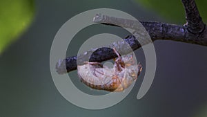Shedded skin of a cicada bug