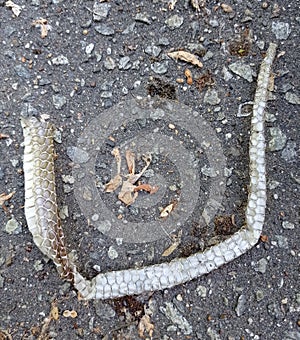 Shedded snake skin on the pavement photo