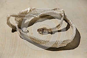 Shedded snake skin photo