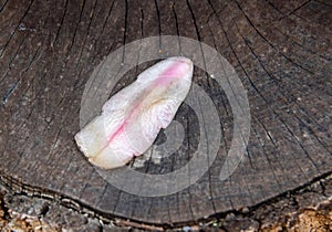 A shedded succulent leaf on a wood stump