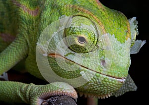 Shedding Chameleon 2