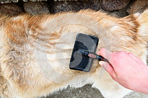 Shedding dogs. Concept of spring moulting dogs. Hands lump wool Siberian husky and rakers brush