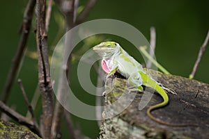 Shedding Green Anole on Tree Stump Looking Back