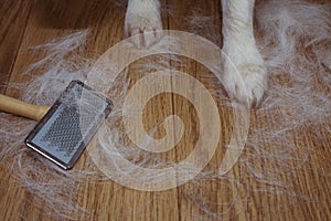 SHEDDING HAIR DOG OR CAT BACGROUNDS DURING MOLT SEASON, AFTER ITS OWNER BRUSHED OR GROOMING THE PET WITH COPY SPACE photo