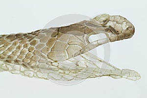 Shedding snake skin, head shot, on white background