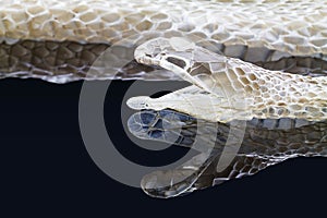 Shedding snake skin with reflection isolated on black background