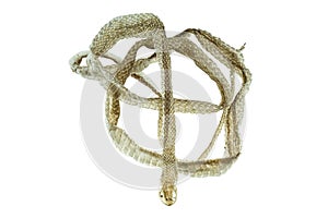 Shedding snake skin on white background