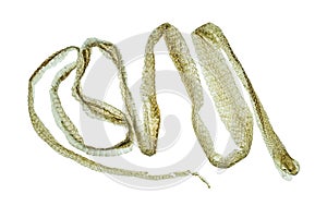 Shedding snake skin on white background