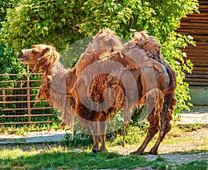 Shedding of a two-humped camel. Zoo in Bojnice, Slovakia