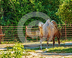 Slévání velblouda dvouhrbého. Zoologická zahrada v Bojnicích na Slovensku