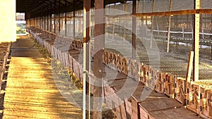 Sheds - long awnings. European mink, Mustela lutreola, looking through the grid of his cage. European Minks are contained in speci