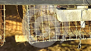 Sheds - long awnings. European mink, Mustela lutreola, looking through the grid of his cage. European Minks are contained in speci