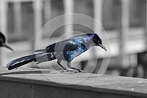 Sheen Of A Common Male Grackle In The Sun