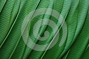 sheeny texture of a rubber plants leaf close-up