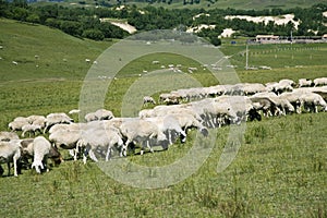 Sheep