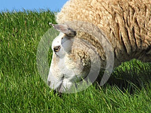 one Sheep isolated at green background photo