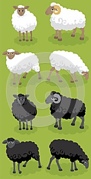 Sheep photo