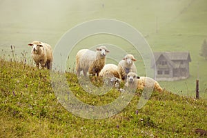 Sheep