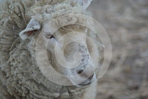 Sheep