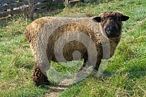 Sheep