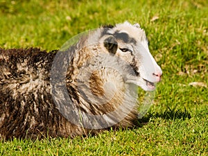 Sheep