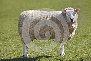 Sheep