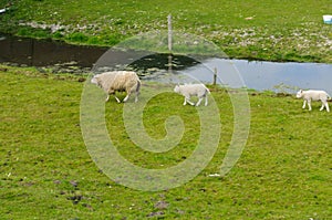 A sheep and 2 lambs walk next to canal in Netherlands.