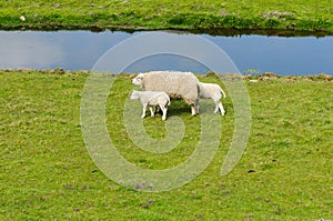 A sheep and 2 lambs walk next to canal in Netherlands.
