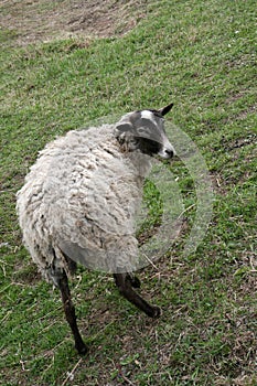 Sheep