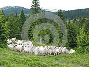Sheep