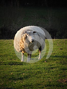 Sheep