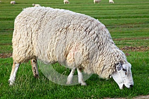 Sheep