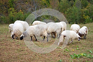 Sheep