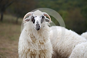 Sheep