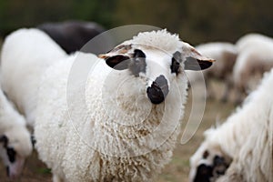 Sheep