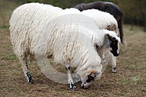 Sheep