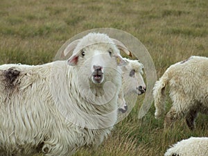 Sheep