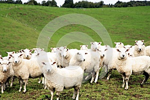 Sheep img