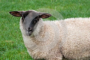 Sheep