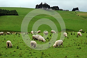 Sheep img