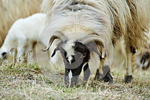 Sheep