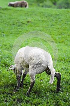 Sheep