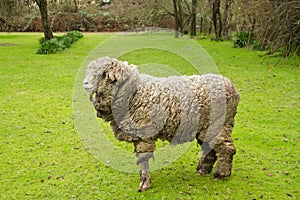 Sheep