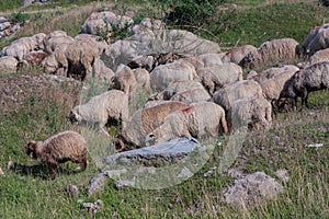 Sheep