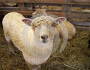 Sheep